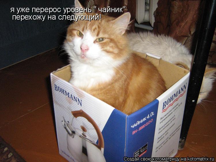 я уже перерос уровень " чайник" перехожу на следующий!... Котоматрица: я уже перерос уровень " чайник" перехожу на следующий!