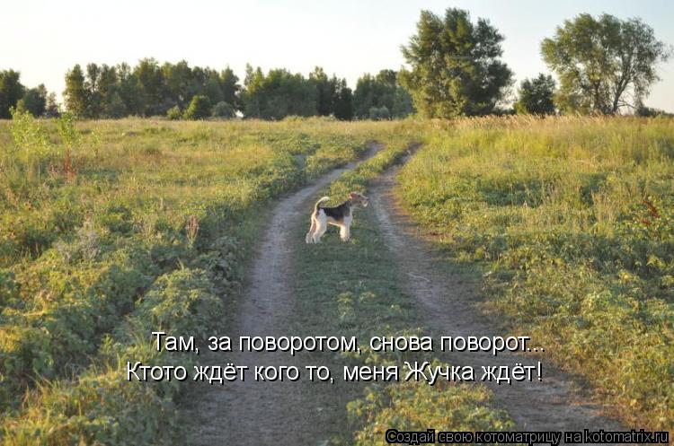 Котоматрица: Там, за поворотом, снова поворот... Ктото ждёт кого то, меня Жучка ждёт!
