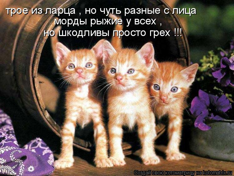 трое из ларца , но чуть разные с лица морды рыжие у всех , но шкодливы просто грех !!!... Котоматрица: трое из ларца , но чуть разные с лица морды рыжие у всех , но шкодливы просто грех !!!