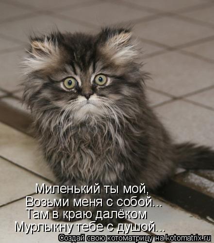 Миленький ты мой, Возьми меня с собой... Там в краю далёком Мурлыкну тебе с душой...... Котоматрица: Миленький ты мой, Возьми меня с собой... Там в краю далёком Мурлыкну тебе с душой...