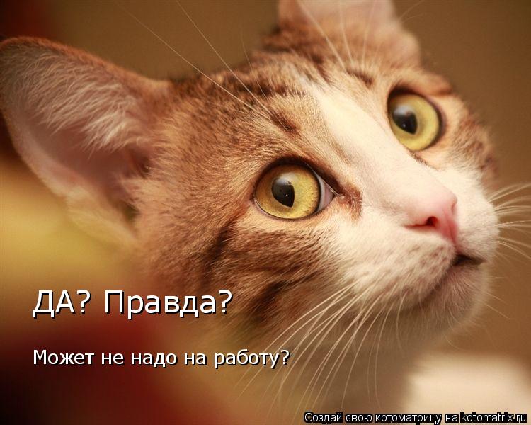 Может не надо на работу? ДА? Правда?... Котоматрица: Может не надо на работу? ДА? Правда?