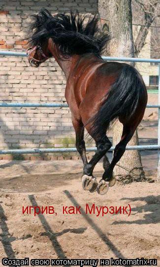 игрив, как Мурзик)... Котоматрица: игрив, как Мурзик)