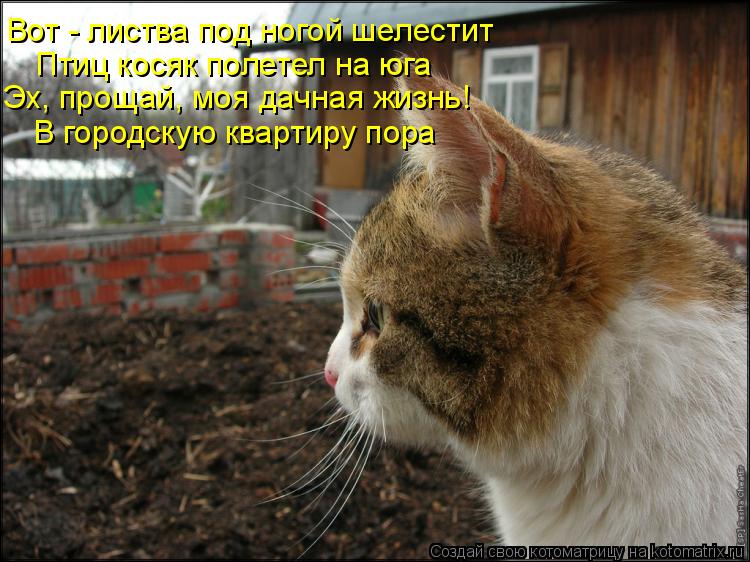 Вот - листва под ногой шелестит Птиц косяк полетел на юга Эх, прощай, моя дачная жизнь! В городскую к... Котоматрица: Вот - листва под ногой шелестит Птиц косяк полетел на юга Эх, прощай, моя дачная жизнь! В городскую квартиру пора