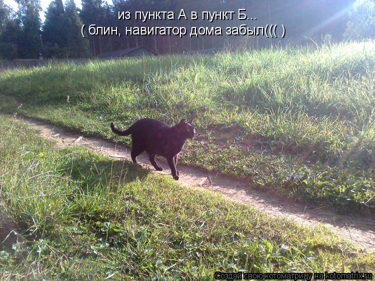 из пункта А в пункт Б... ( блин, навигатор дома забыл((( )... Котоматрица: из пункта А в пункт Б... ( блин, навигатор дома забыл((( )