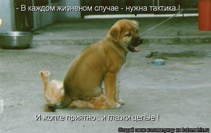 - В каждом жизненом случае - нужна тактика ! И жопке приятно , и глазки целые !... Котоматрица: - В каждом жизненом случае - нужна тактика ! И жопке приятно , и глазки целые !