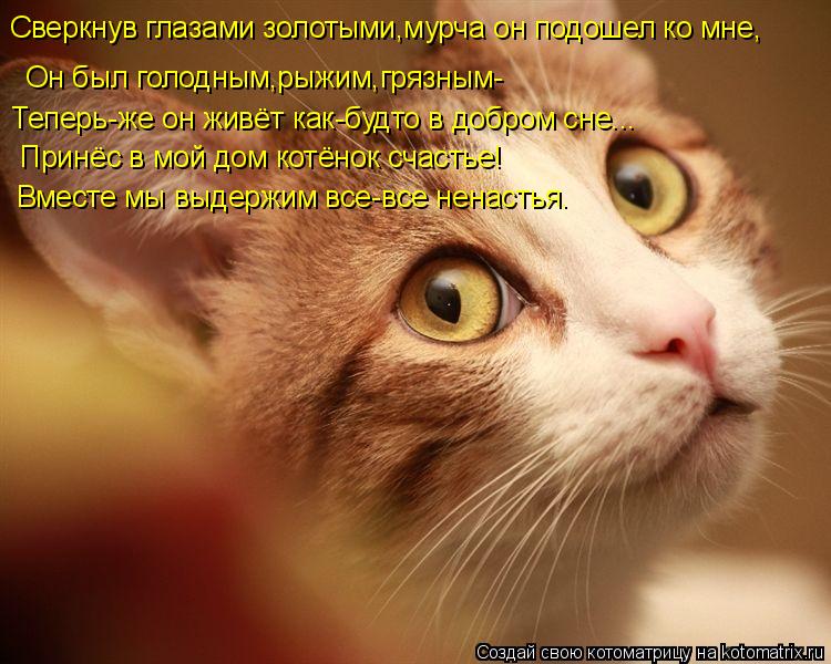 Сверкнув глазами золотыми,мурча он подошел ко мне, Он был голодным,рыжим,грязным- Теперь-же он живёт ... Котоматрица: Сверкнув глазами золотыми,мурча он подошел ко мне, Он был голодным,рыжим,грязным- Теперь-же он живёт как-будто в добром сне... Принёс в мой до