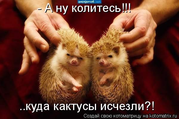 - А ну колитесь!!! ..куда кактусы исчезли?!... Котоматрица: - А ну колитесь!!! ..куда кактусы исчезли?!