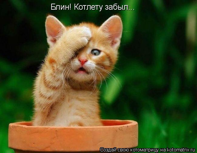 Блин! Котлету забыл...... Котоматрица: Блин! Котлету забыл...