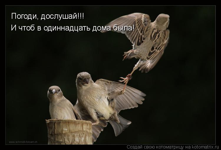 Погоди, дослушай!!! И чтоб в одиннадцать дома была!... Котоматрица: Погоди, дослушай!!! И чтоб в одиннадцать дома была!