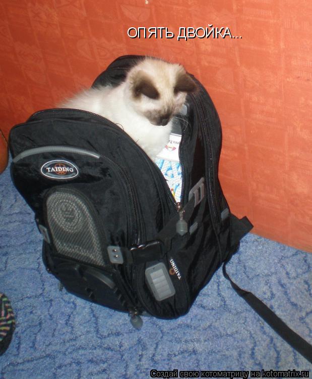 ОПЯТЬ ДВОЙКА...... Котоматрица: ОПЯТЬ ДВОЙКА...