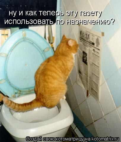 ну и как теперь эту газету использовать по назначению?... Котоматрица: ну и как теперь эту газету использовать по назначению?