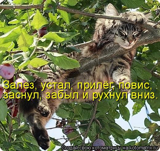 Залез, устал, прилёг, повис, заснул, забыл и рухнул вниз.... Котоматрица: Залез, устал, прилёг, повис, заснул, забыл и рухнул вниз.