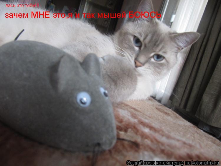 вась это тебе!!! зачем МНЕ это,я и так мышей БОЮСЬ... Котоматрица: вась это тебе!!! зачем МНЕ это,я и так мышей БОЮСЬ