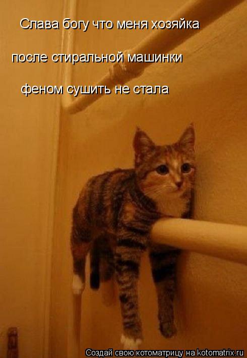Котоматрица: Слава богу что меня хозяйка после стиральной машинки феном сушить не стала
