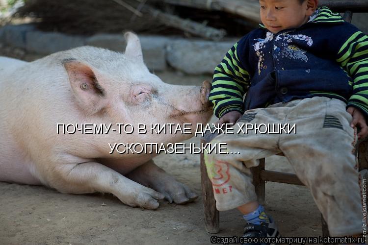 Котоматрица: ПОЧЕМУ-ТО В КИТАЕ ДАЖЕ ХРЮШКИ УСКОГЛАЗЕНЬКИЕ....