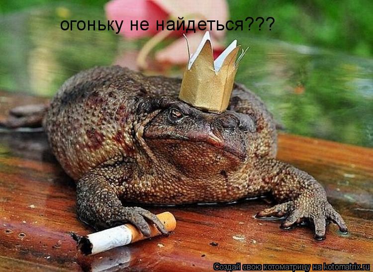 огоньку не найдеться???... Котоматрица: огоньку не найдеться???
