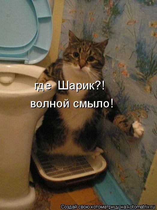 Котоматрица: где  Шарик?! волной смыло!