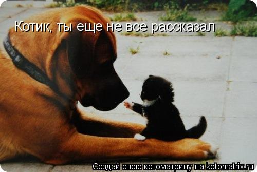 Котоматрица: Котик, ты еще не все рассказал