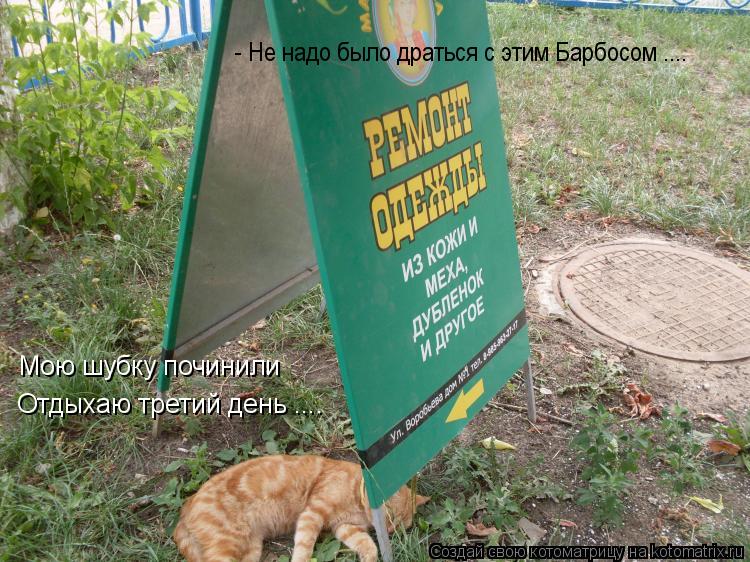 Котоматрица: Мою шубку починили Отдыхаю третий день .... - Не надо было драться с этим Барбосом ....