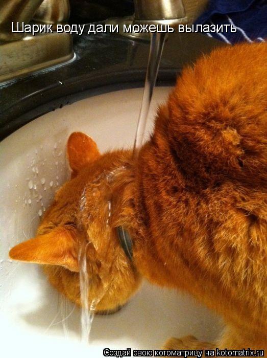 Котоматрица: Шарик воду дали можешь вылазить