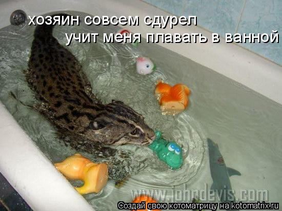 Котоматрица: хозяин совсем сдурел  учит меня плавать в ванной