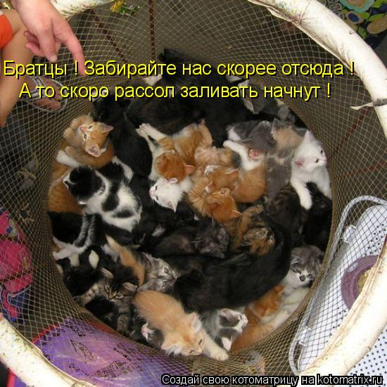 Котоматрица: Братцы ! Забирайте нас скорее отсюда ! А то скоро рассол заливать начнут !