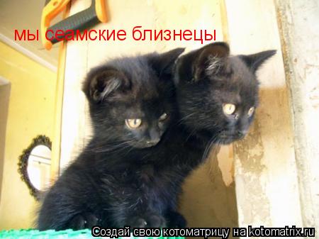 Котоматрица: мы сеамские близнецы