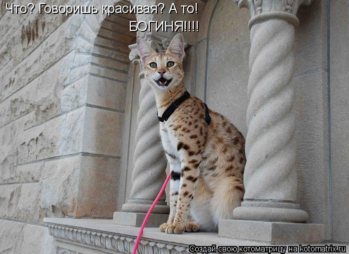 Котоматрица: Что? Говоришь красивая? А то!  БОГИНЯ!!!!