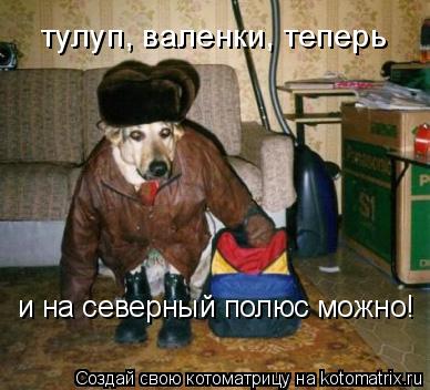Котоматрица: тулуп, валенки, теперь  и на северный полюс можно!