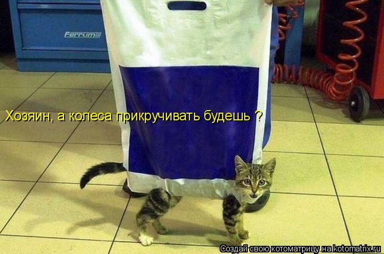 Котоматрица: Хозяин, а колеса прикручивать будешь ?