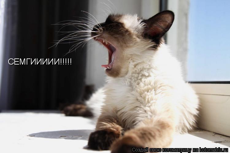 Котоматрица: СЕМГИИИИИ!!!!!