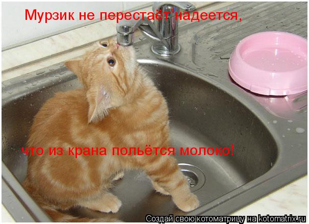 Котоматрица: Мурзик не перестаёт надеется,  что из крана польётся молоко!