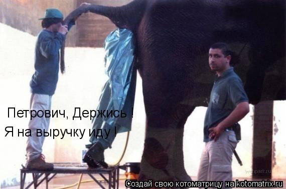 Котоматрица: Петрович, Держись ! Я на выручку иду !