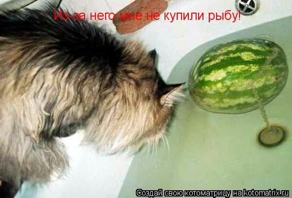 Котоматрица: Из-за него мне не купили рыбу!
