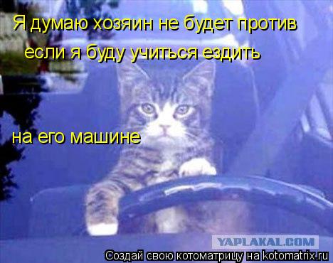 Котоматрица: Я думаю хозяин не будет против  если я буду учиться ездить  на его машине