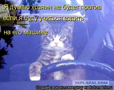 Котоматрица: Я думаю хозяин не будет против если я буду учиться ездить на его машине