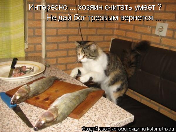 Котоматрица: Интересно.... хозяин считать умеет ? Не дай бог трезвым вернется .....