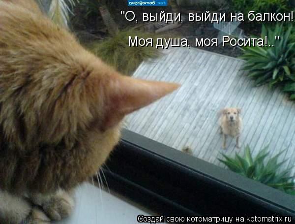 Котоматрица: "О, выйди, выйди на балкон! Моя душа, моя Росита!.."