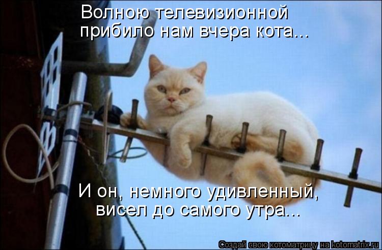 Волною телевизионной прибило нам вчера кота... И он, немного удивленный, висел до самого утра...... Котоматрица: Волною телевизионной прибило нам вчера кота... И он, немного удивленный, висел до самого утра...