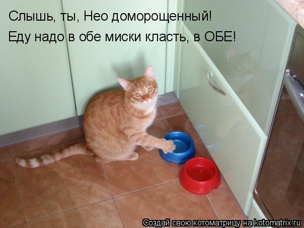Котоматрица: Слышь, ты, Нео доморощенный! Еду надо в обе миски класть, в ОБЕ!