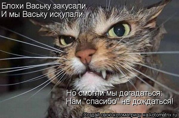 Блохи Ваську закусали. Но смогли мы догадаться: Нам "спасибо" не дождаться! И мы Ваську искупали.... Котоматрица: Блохи Ваську закусали. Но смогли мы догадаться: Нам "спасибо" не дождаться! И мы Ваську искупали.
