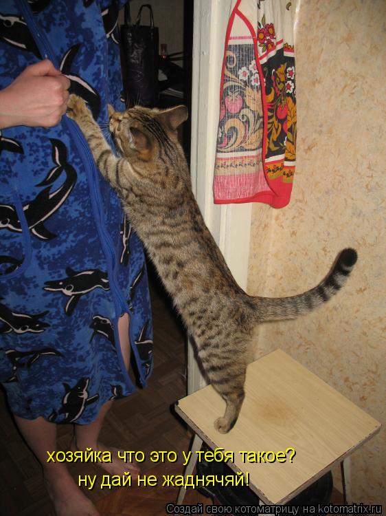 Котоматрица: хозяйка что это у тебя такое? ну дай не жаднячяй!
