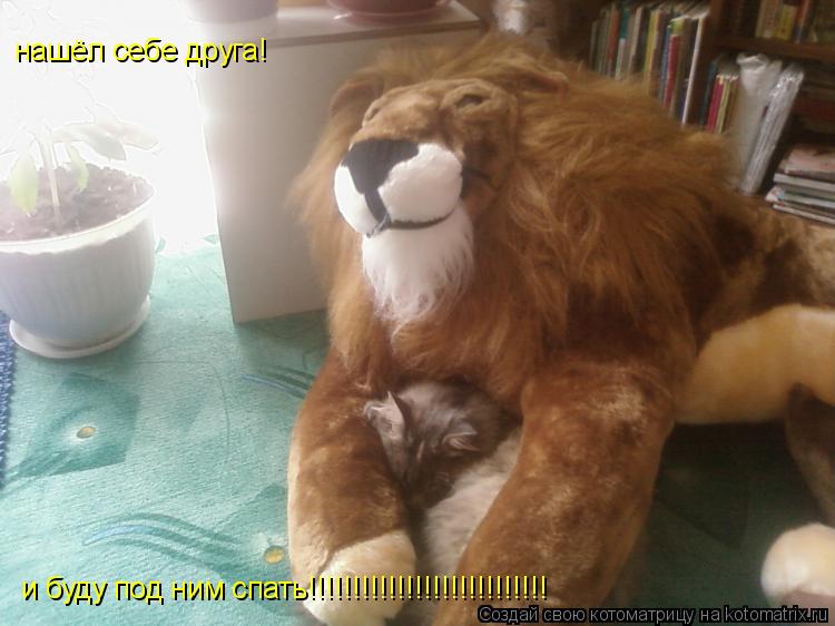Котоматрица: нашёл себе друга! и буду под ним спать!!!!!!!!!!!!!!!!!!!!!!!!!!!