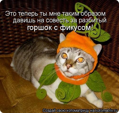 Котоматрица: Это теперь ты мне таким образом давишь на совесть за разбитый  горшок с фикусом!