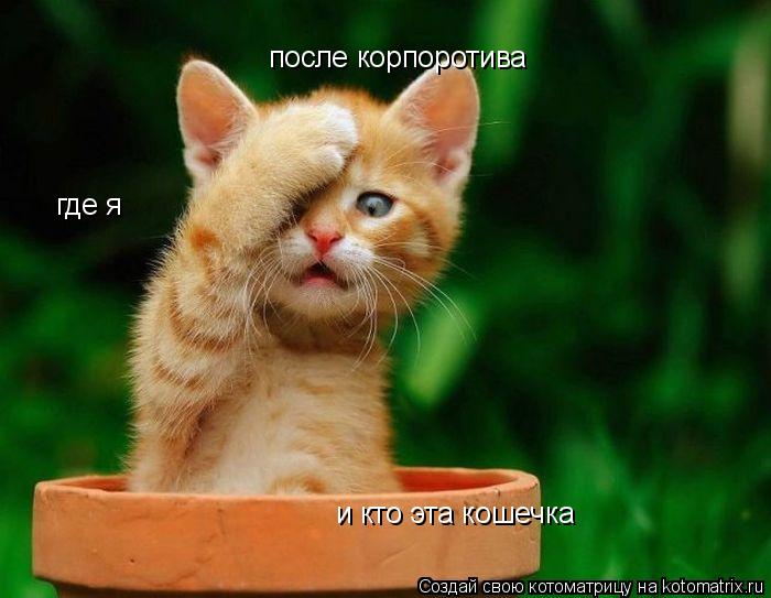 Котоматрица: после корпоротива где я и кто эта кошечка