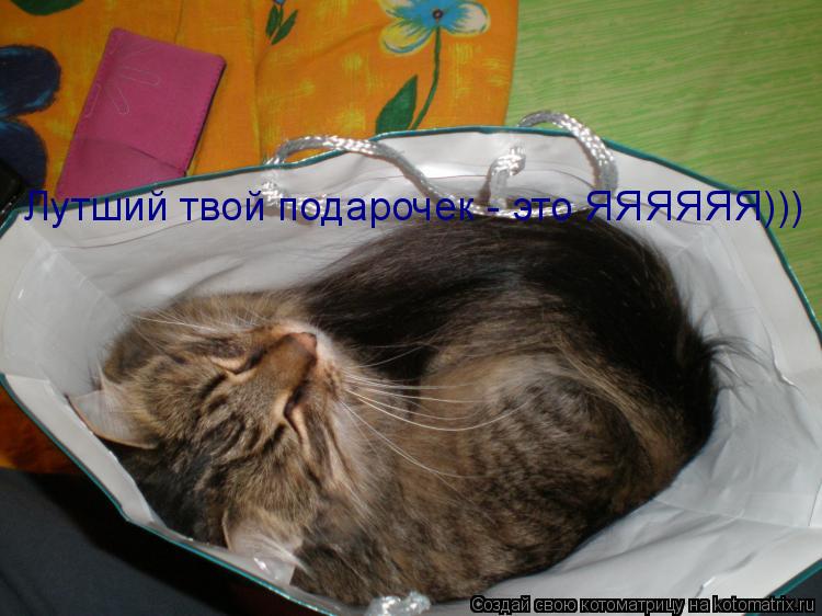 Лутший твой подарочек - это ЯЯЯЯЯЯ)))... Котоматрица: Лутший твой подарочек - это ЯЯЯЯЯЯ)))