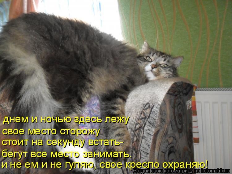 Котоматрица: днем и ночью здесь лежу свое место сторожу стоит на секунду встать- и не ем и не гуляю, свое кресло охраняю! бегут все место занимать.