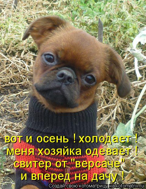 Котоматрица: вот и осень ! холодает ! меня хозяйка одевает ! свитер от "версаче"   и вперед на дачу !