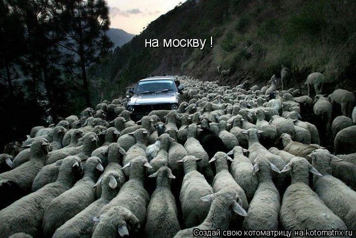 на москву !... Котоматрица: на москву !