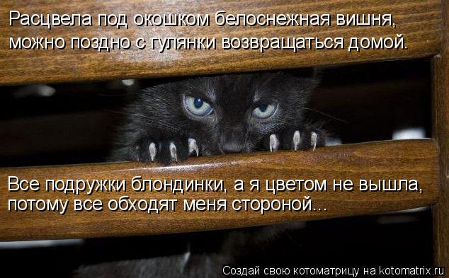 Расцвела под окошком белоснежная вишня, можно поздно с гулянки возвращаться домой. Все подружки бло... Котоматрица: Расцвела под окошком белоснежная вишня, можно поздно с гулянки возвращаться домой. Все подружки блондинки, а я цветом не вышла, потому все